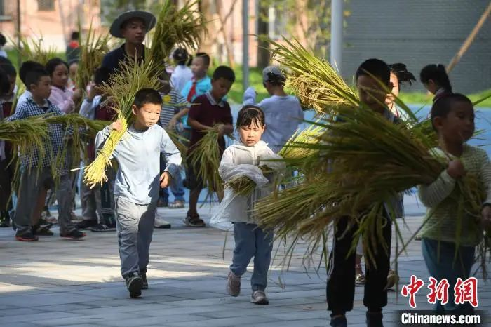 資料圖：小學生們體驗收割水稻。陳超 攝